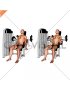 Lever Biceps Curl