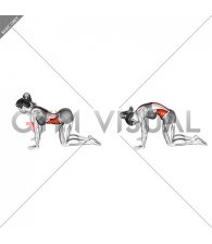Cat Cow Stretch (female)