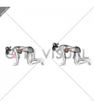 Kneeling Scapular Push-up (female)