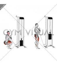 Cable Zercher Squat (male)