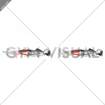 Static Quadriceps Contraction (Isometric) (female)