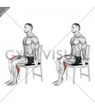 Seated Single Leg Calf Raise on a Chair (male)