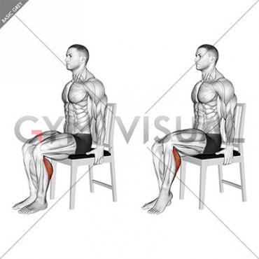 Seated Single Leg Calf Raise on a Chair (male)