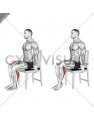 Seated Single Leg Calf Raise on a Chair (male)