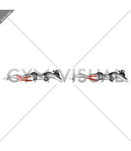 Lying Single Leg Quadriceps Mobilization (female)