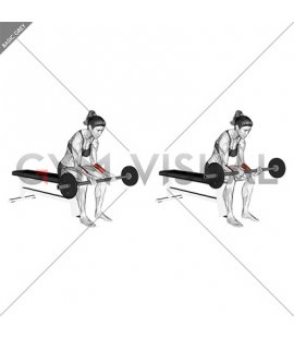 Barbell Wrist Curl (VERSION 2) (female)