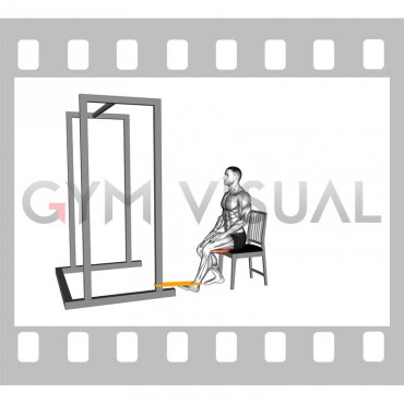 Resistance Band Seated Hamstring Curl (male)
