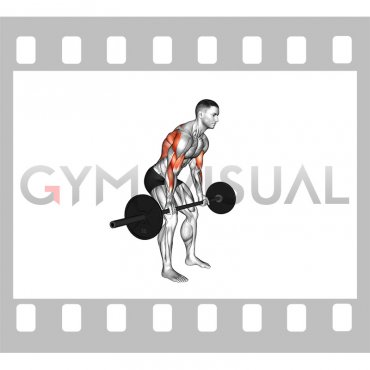 Barbell Yates Row