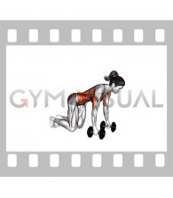 Dumbbell Bird Dog (female)