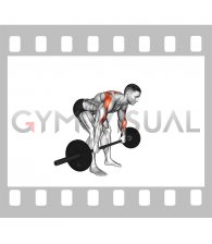 Barbell Rear Delt Row