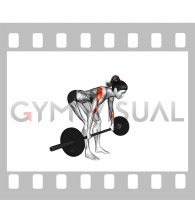 Barbell Rear Delt Row (female)