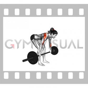 Barbell Rear Delt Row (female)