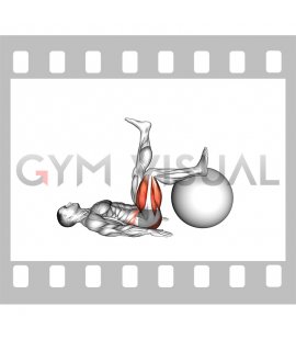 Elevated Single Leg Glute Bridge on a Stability Ball