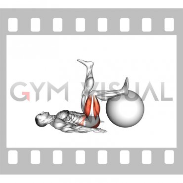 Elevated Single Leg Glute Bridge on a Stability Ball