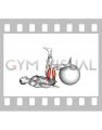 Elevated Single Leg Glute Bridge on a Stability Ball