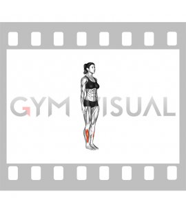 Ankle Dorsal Flexion (female)