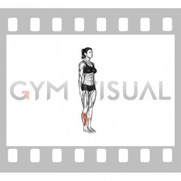 Ankle Dorsal Flexion (female)
