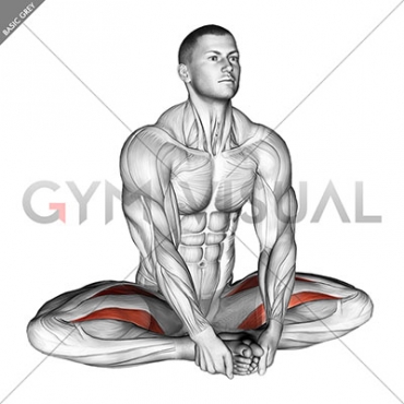 Seated Groin Stretch (male)