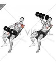 Dumbbell Incline Front Raise