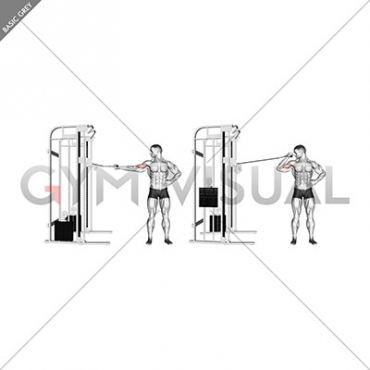 Cable one arm inner biceps curl