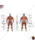 Body muscles (male) - with description