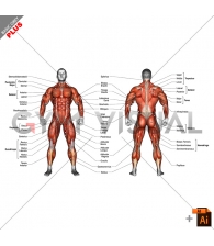 Body muscles (male) - with description
