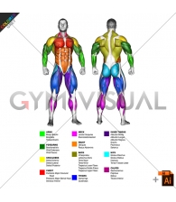 By BODY PARTS Muscle body male (slightly rotate)