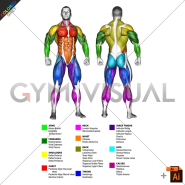 By BODY PARTS Muscle body male (slightly rotate)