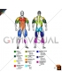 By MAJOR MUSCLE GROUPS Muscle body male (slightly rotate)