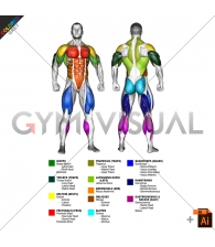 By MAJOR MUSCLE GROUPS Muscle body male (slightly rotate)