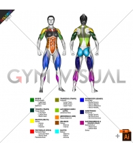 By MAJOR MUSCLE GROUPS Muscle body female (slightly rotate)
