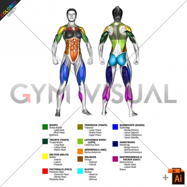By MAJOR MUSCLE GROUPS Muscle body female (slightly rotate)