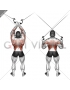 Cable Cross-over Lateral Pulldown