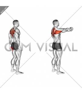 Illustrations and videos about anatomy of exercises - Gym visual