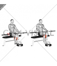 Barbell Seated Calf Raise