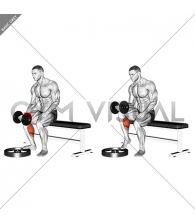 Dumbbell Seated One Leg Calf Raise - Palm up