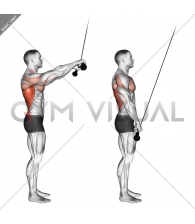 Cable Pushdown (straight arm) (version 2)