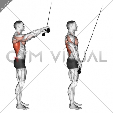 Cable Pushdown (straight arm) (version 2)