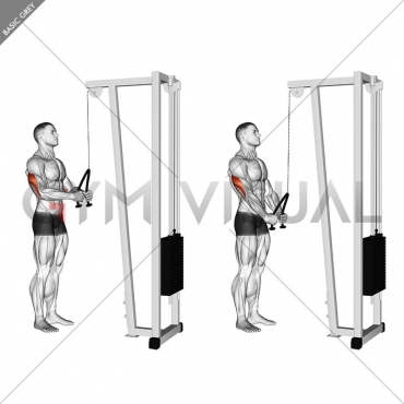 Cable Pushdown (with rope attachment)
