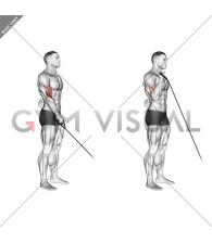 Cable Reverse One Arm Curl