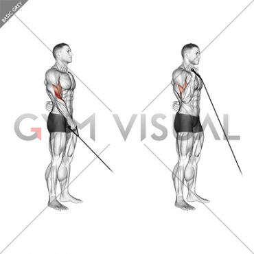 Cable Reverse One Arm Curl