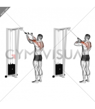 Cable Rear Delt Row (with rope)