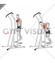 Chest Dip (on dip-pull-up cage)