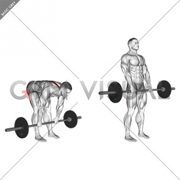 Barbell Stiff Legged Deadlift