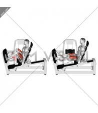 Lever Seated Wide Squat