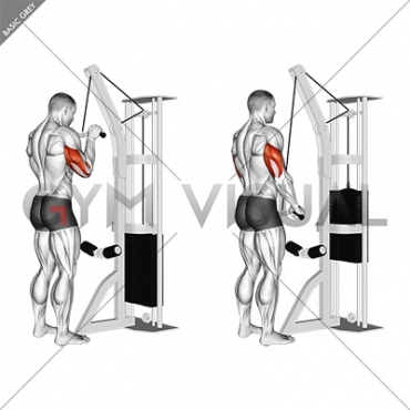 Cable Triceps Pushdown (SZ-bar)