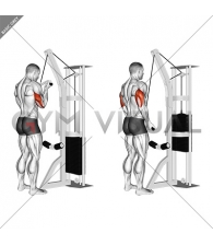 Cable Reverse Grip Triceps Pushdown (SZ-bar)