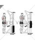 Cable Biceps Curl (SZ-bar)