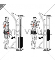 Cable Biceps Curl (SZ-bar)