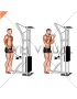 Cable Biceps Curl (SZ-bar)